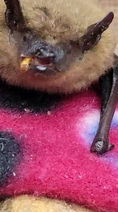 12K views · 1.6K reactions | Respect bats: Colonies of evening bats can consume so many insects; it is likely that they play an important role in regulating insect populations. We operate on Donations. Donations are greatly appreciated PayPal turbowski@gmail.com or Cash App $wrightranchrescue, zelle 5612709328 or wrightranchrescue@gmail.com | Little Bit Wildlife Rescue | Facebook