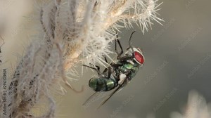 Closeup footage of a green blow fly (Calliphoridae family - Phormia sp) cleaning its rotational face with its legs