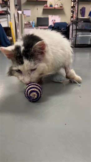 Rescue never stops, it doesn’t even slow down. Once again we need help. Please consider becoming a monthly donor or helping us with a one time donation. There is a donation link in my bio.. #davidloop65 @Missy Ramos @Maddie