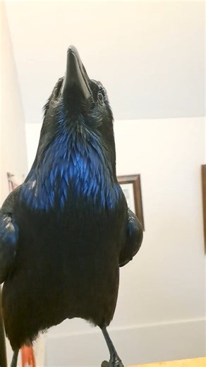 6.2K views · 5.1K reactions | Good morning Rags. | Nicholas Crawford | Facebook