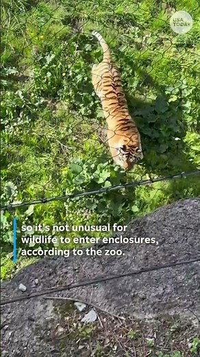 Wild goose squares up with a tiger in zoo enclosure #Shorts