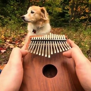 ｗｈｏｌｅｓｏｍｅ (Credit AcousticTrench) | Bonzi Buddy’s ｅｘｐａｎｄｅｄMemeware.exe