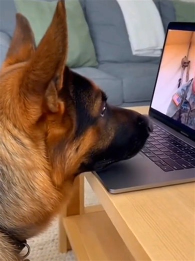 Dogs Missing Their Heroes: Funny Talking Pets Compilation