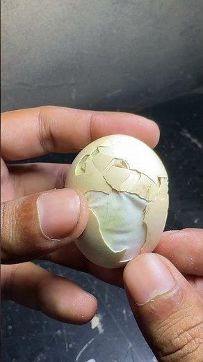 Stuck chick need Help in Hatching