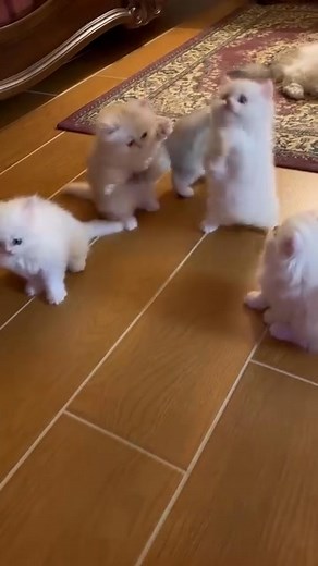 🐱 California – Persian Cats & Kittens • Persian cat adoption California • Persian cat rehoming California • Persian cat rescue California • adopt Persian kitten California • Persian kitten adoption California • Persian kitten rehoming California • Persian kitten rescue California • adopt Persian kitten California • long haired Persian cat adoption California • long haired Persian cat rehoming California • long haired Persian cat rescue California • adopt long haired Persian kitten California ⸻ 