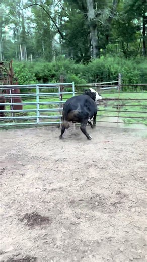 Processing day #beef #farmlife #fyp #fypシ