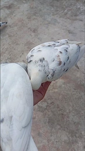 Two Pigeon Fighting Over Food!😱