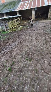 Ma Capucine 🥰 La Cour des Aulnays est un refuge dans le Maine-et-Loire qui accueille actuellement 63 animaux, chiens, chats mais aussi animaux de ferme, et Capucine la jeune laie. Capucine est apparue dans mon potager, un soir en septembre 2022, 2 jours après l'ouverture de la chasse. Elle était à l'époque un petit marcassin d'environ 3 mois. Seule, apeurée, haletante, les yeux exorbités. Elle a eu du flair quand même, de venir se réfugier dans un refuge pour animaux et chez une vegan anti-chas