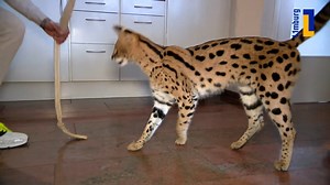264K views · 927 reactions | De eigenaar van de serval is halsoverkop teruggekeerd uit Spanje om zijn dier te zoeken. Uiteindelijk stond de serval maandagochtend voor de huisdeur van haar baasje. Het dier ontsnapte zondag vanuit haar kooi in Herkenbosch. Omdat een zoektocht van de politie niets opleverde, keerde baasje Erik Aspers zondag terug uit Spanje: "Het dier zou alleen door mij gevangen kunnen worden." | L1 | Facebook