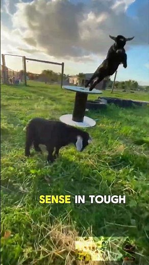 pygmy goats #farmeducation #goatfarming #goats