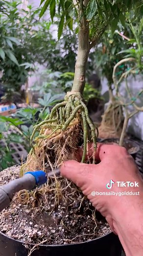 Gold Dust Farms on TikTok