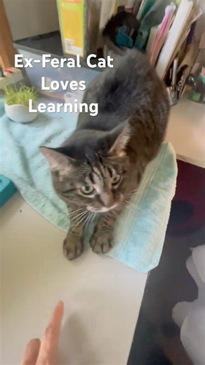 Ex-Feral Cat loves Learning #cat #cats #catvideos