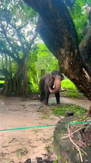 Cute Elephant Sound । Elephant । #elephant #animalsoundeffects #wildlife #animals #soundsfx #shorts