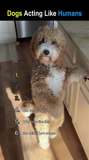 Funniest Dogs Acting Like Humans 😂