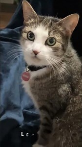 👆👆 Cookie the Cat RAPS for Handsome Sousaphone King Joe! 👑🎷 Hip-Hop Love Song