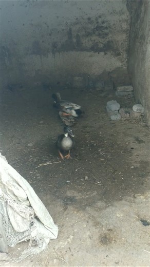 Indian runner duck farming in Indian village #ducklife #cuteanimal #animals #animallife #ducklings