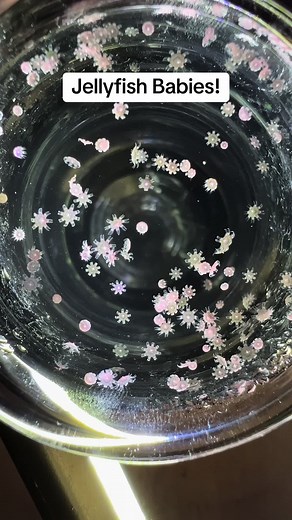 Jellyfish Babies in our lab! #jellyfish #jellyfishfarm #cute #jellytok | baby jellyfish