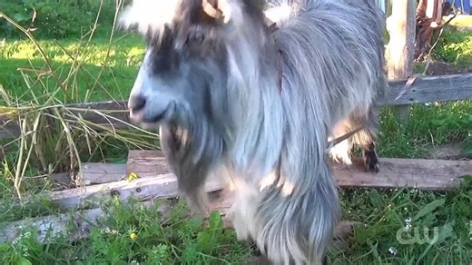 World's Funniest Animals S02E02
