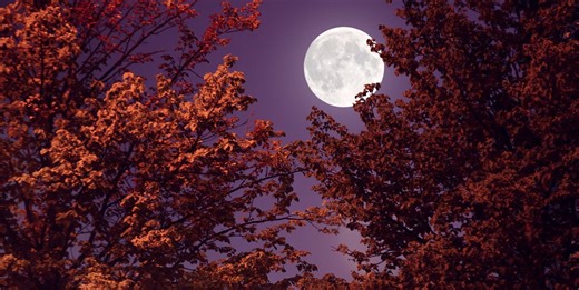 The Full Moon In Taurus Is Here, And That Win You're Manifesting Is On Its Way