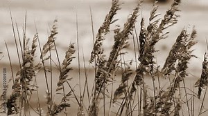 Sepia tone loop features sea oats blowing in the wind with waves on an Atlantic Ocean Beach int he soft-focused background.