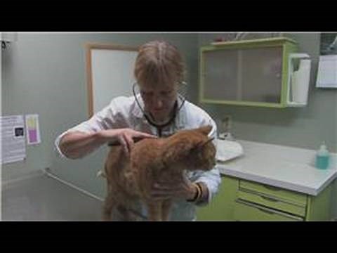 Cat Health : Signs of Liver Problems in Cats