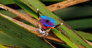 Qui est l'araignée paon, cette araignée sauteuse considérée comme la plus belle araignée du monde ?