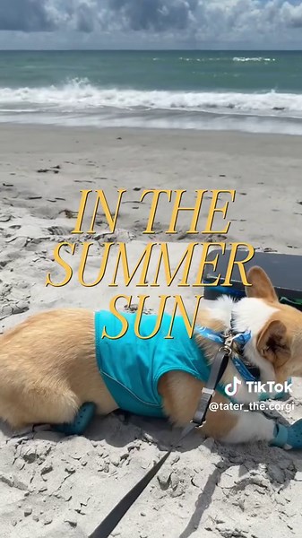 Beach corgi activated 🏖️ #surfcity #beach #beachdog #swimming #dogswimming #fy #fyp #trend #capcut #getoutside #funinthesun #corgi