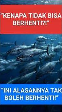 Why Tuna Never Stop Swimming: The Science Behind Their Continuous Movement