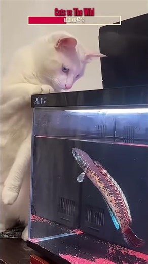 Cats vs Nature | Algorithm Cleanse