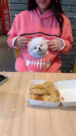 Teacup dog breeds / teacup puppies 🐕 #shorts #dog #Cute #Teacup #Puppy