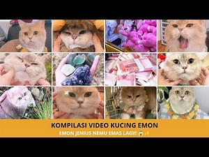 Kompilasi Kucing Emon Paling Pintar! Selalu Ketemu Barang Aneh & Emas! 🐱✨
