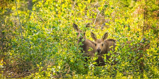 Gunflint Trail: The Gateway to the Wilderness