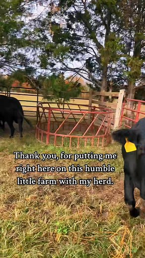 Just happy to be here.#farmfamily#farm#cattle#wormingcattle #onthisday | Orion Thomas