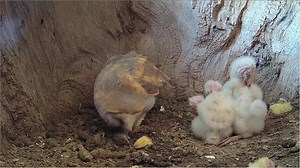 Gylfie's Chicks Are Getting Big! Gylfie the female barn owl has 3 chicks and they are growing quickly, with the oldest now standing and looking around! Join me live! | Robert E Fuller