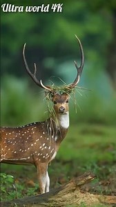 The Amazing Spotted Animals: Unveiling the Secrets of the 'Flower Animals