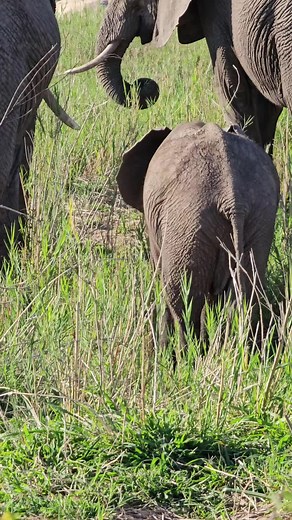 Elephants Eating Elephant Grass: A Natural Diet
