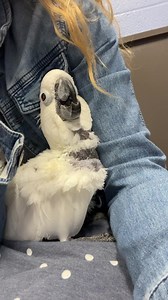 23K views · 1.8K reactions | We are at Feathers and Fur Animal Hospital. VC has broken a blood feather. | Parrot Playhouse | Facebook