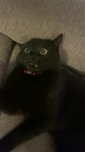 Cat Fangs Videos Compilation