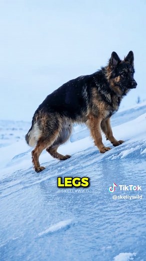Arctic Dog Breeds: Who Thrives in the Coldest Conditions?