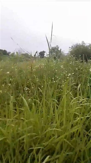 11K views · 577 reactions | Asalamualaikum. Nasihat ulama. Sebagian keutamaan membaca surat kursi | Andri Pijat Bekam | Facebook