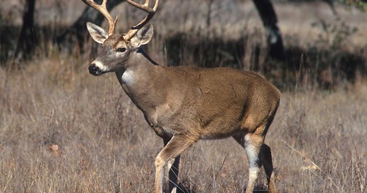 Indiana's 2025 deer season includes new crossbow permissions