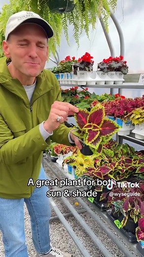 Colorful Coleus: Sun or Shade? Planting Tips & Tricks