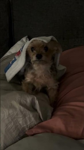 You are now in a staring contest with my dog