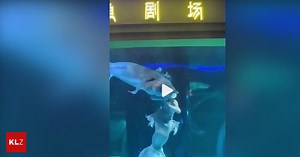 In Aquarium: Meerjungfrau wird von chinesischem Stör in den Kopf gebissen