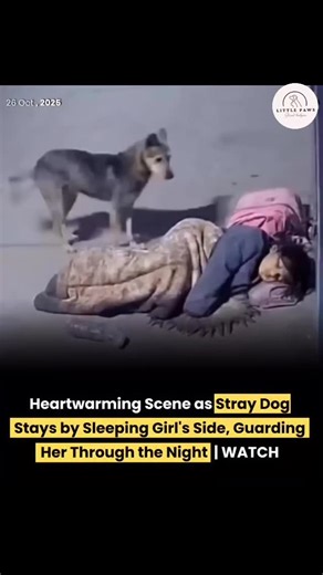 L Paw's on Instagram: "a stray dog was spotted guarding a young girl sleeping on the roadside, refusing to leave her side throughout the night. Without words, the dog showed what true loyalty and compassion look like — a powerful reminder that love and protection often come from the most unexpected places. 🐾❤️ #ViralMoment #UnconditionalLove #DogGuardian #HumanityAlive #AnimalCompassion Hope IndiaStories"
