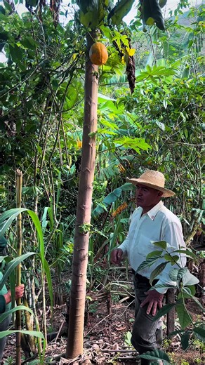 La dejamos que madure bien y ahora si le llegó el día de cosecharla #donarturito #vidadelcampo #ecuador #campesinos