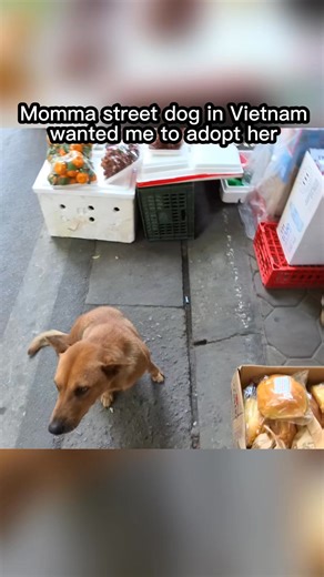 Ali Koca on Instagram: "Adopting her would have been close to impossible; importing animals across international borders is a nightmare process full of corruption and bribery. But she’s got a good storelady looking after her for now, I at rest well knowing that."