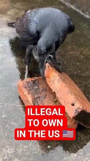 Why Owning a Crow Is ILLEGAL in the U.S. 😳 #wildlife #shorts
