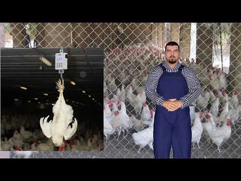 COMMENT REUSSIR L'ELEVAGE DE POULET DE CHAIR