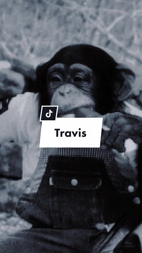 Le drame tragique de Travis le chimpanzé